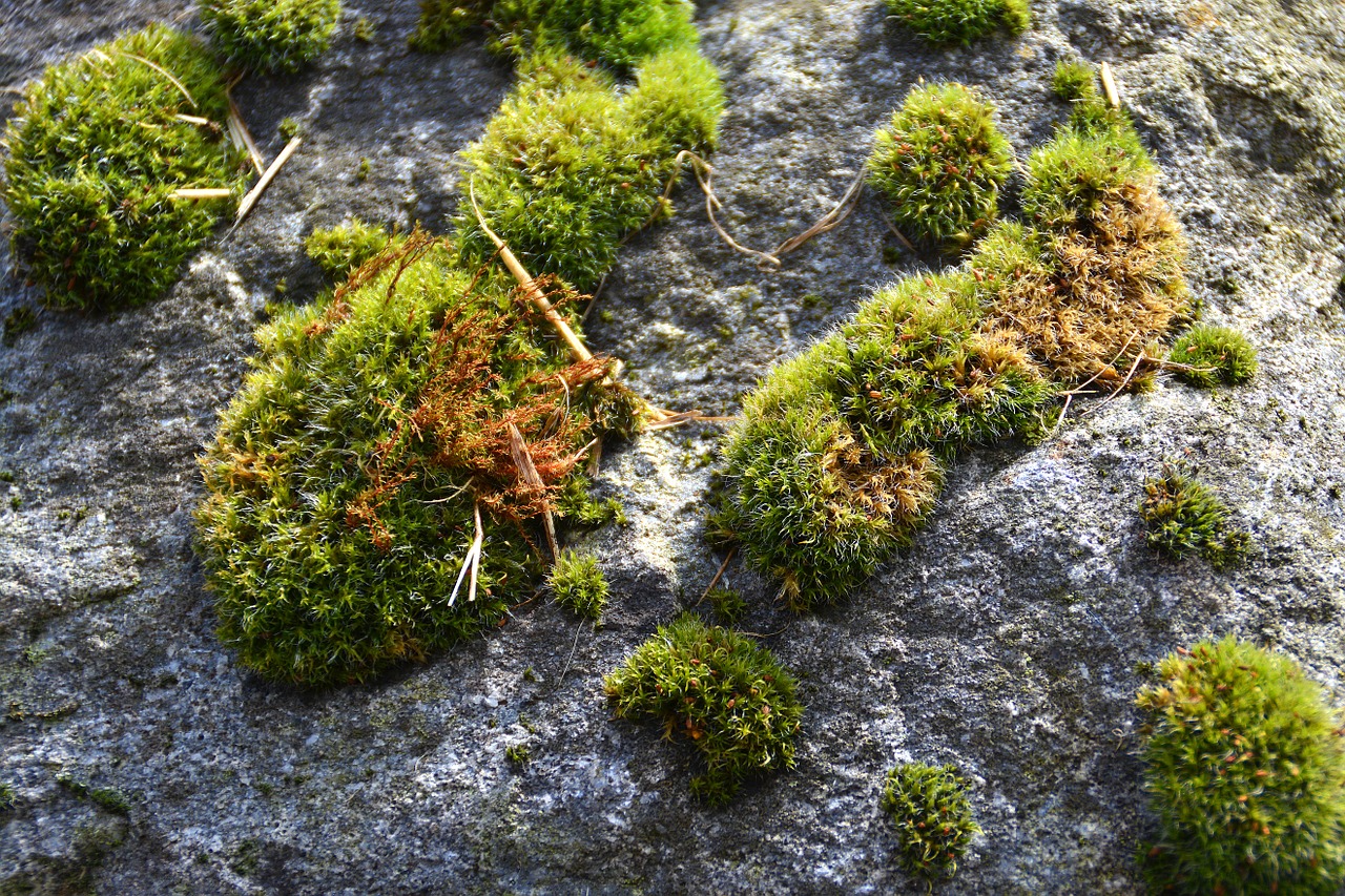 moss garden nature free photo