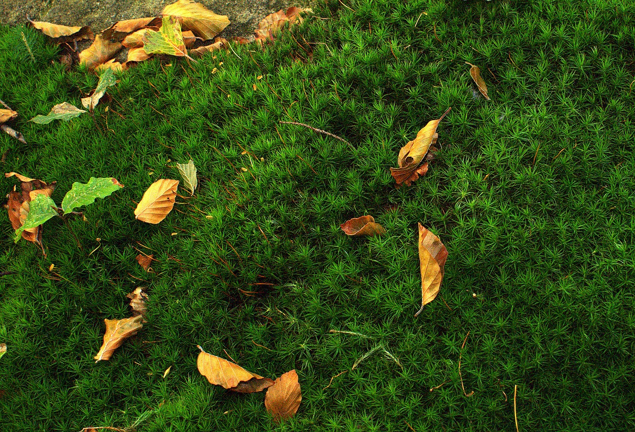 moss moss forest green free photo