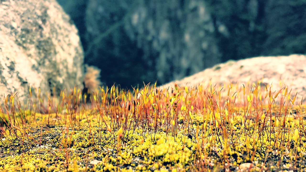 moss rock andes free photo