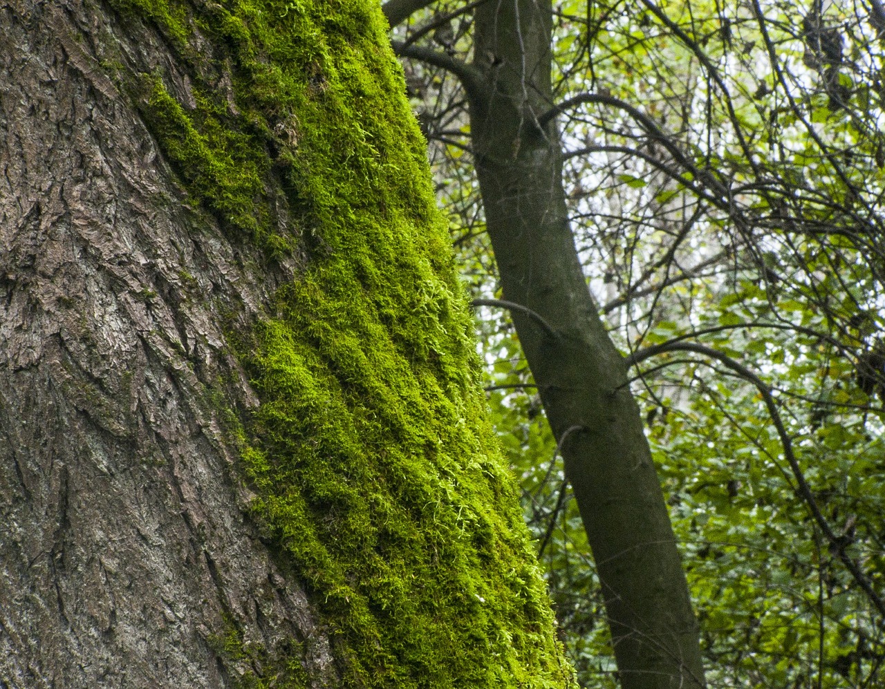 moss log forest free photo