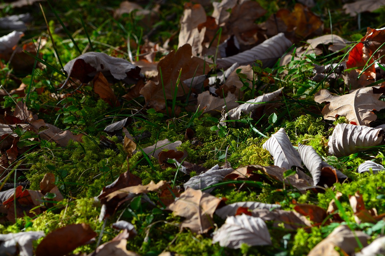 moss leaves meadow free photo