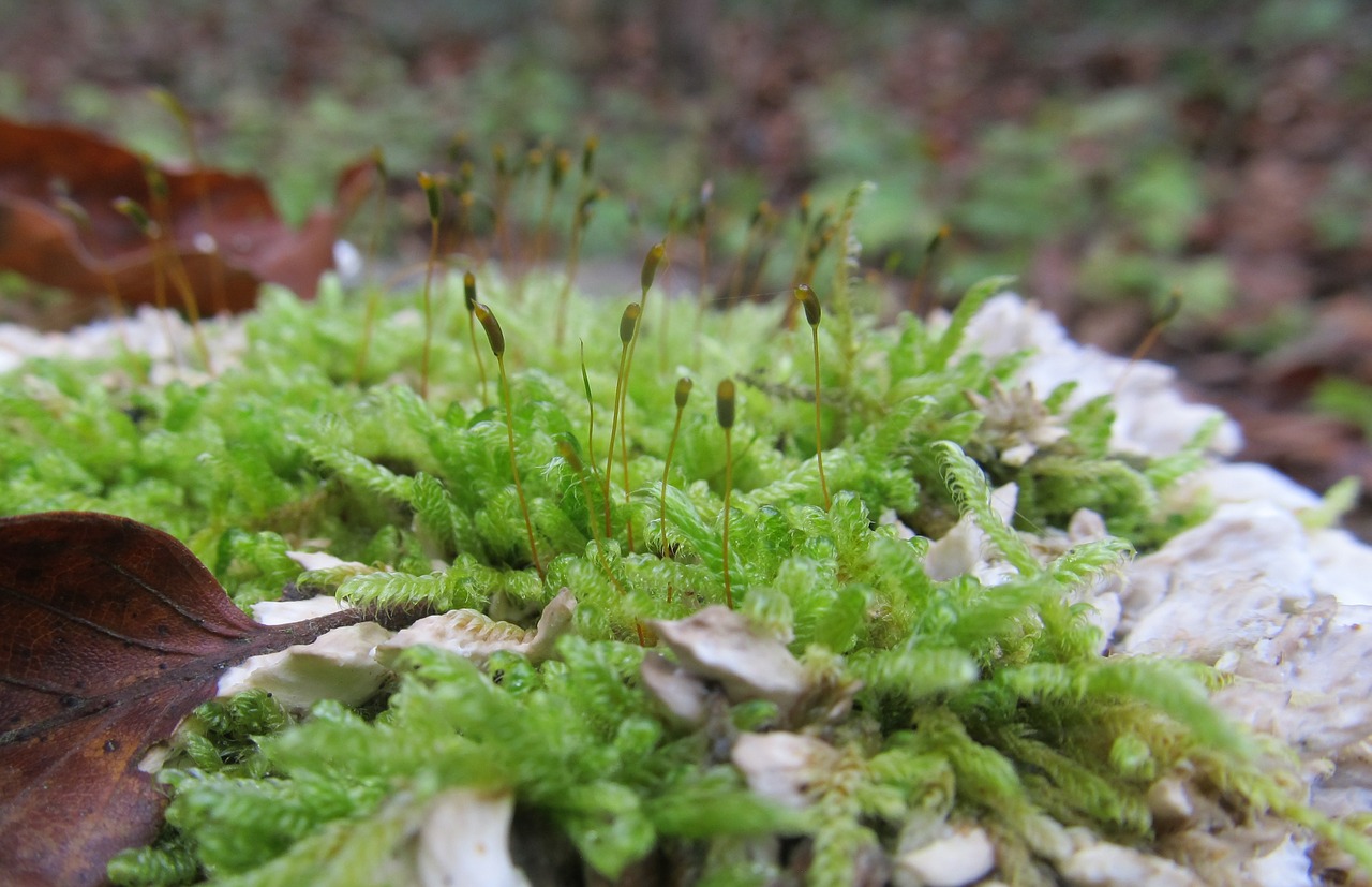 moss forest autumn free photo