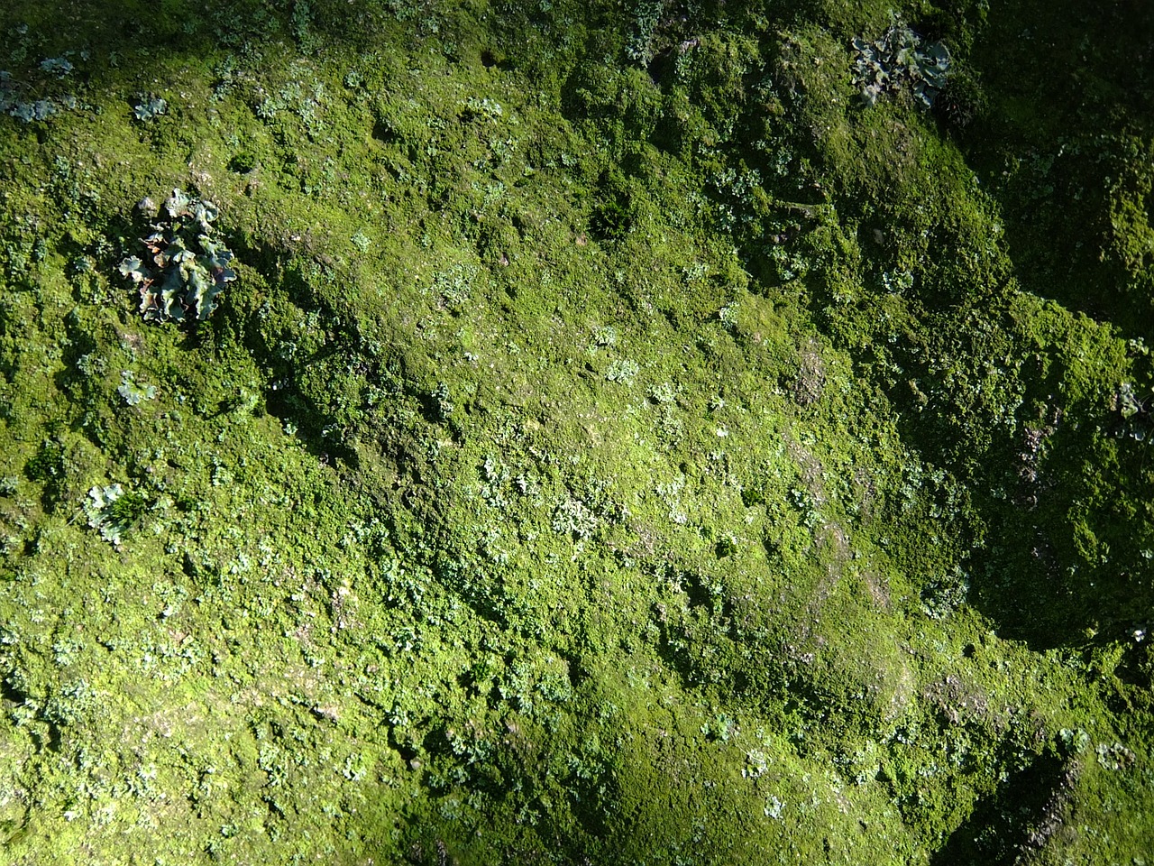 moss lichen stone free photo