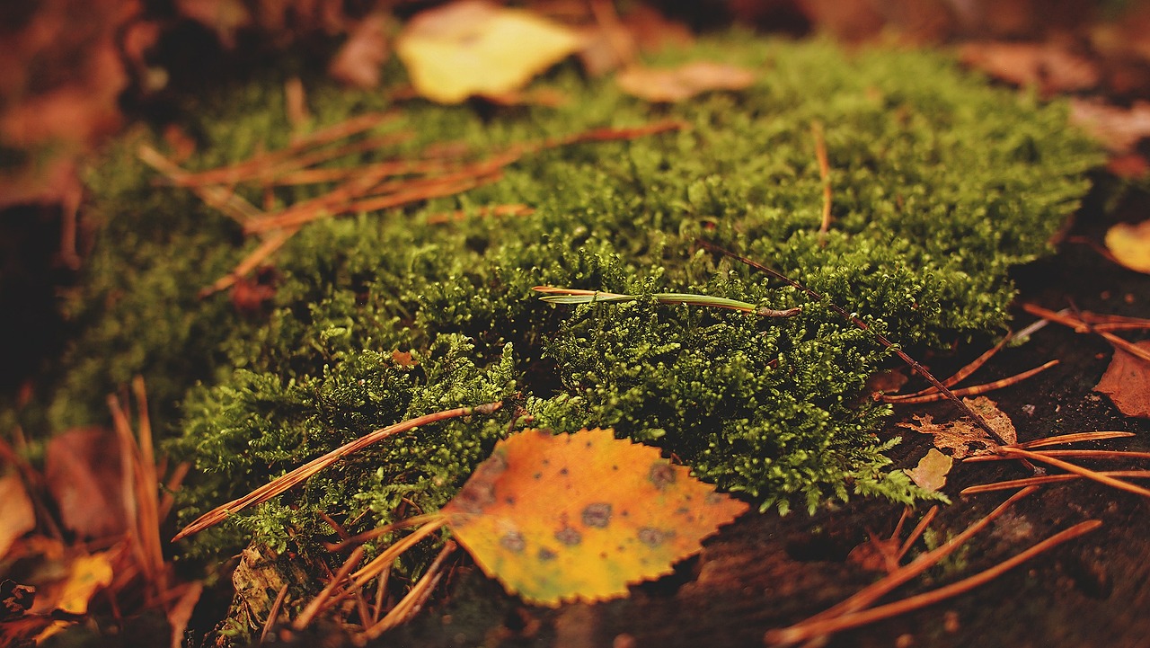 moss leaves leaf free photo