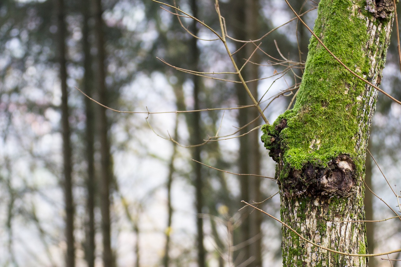 moss bark wood free photo