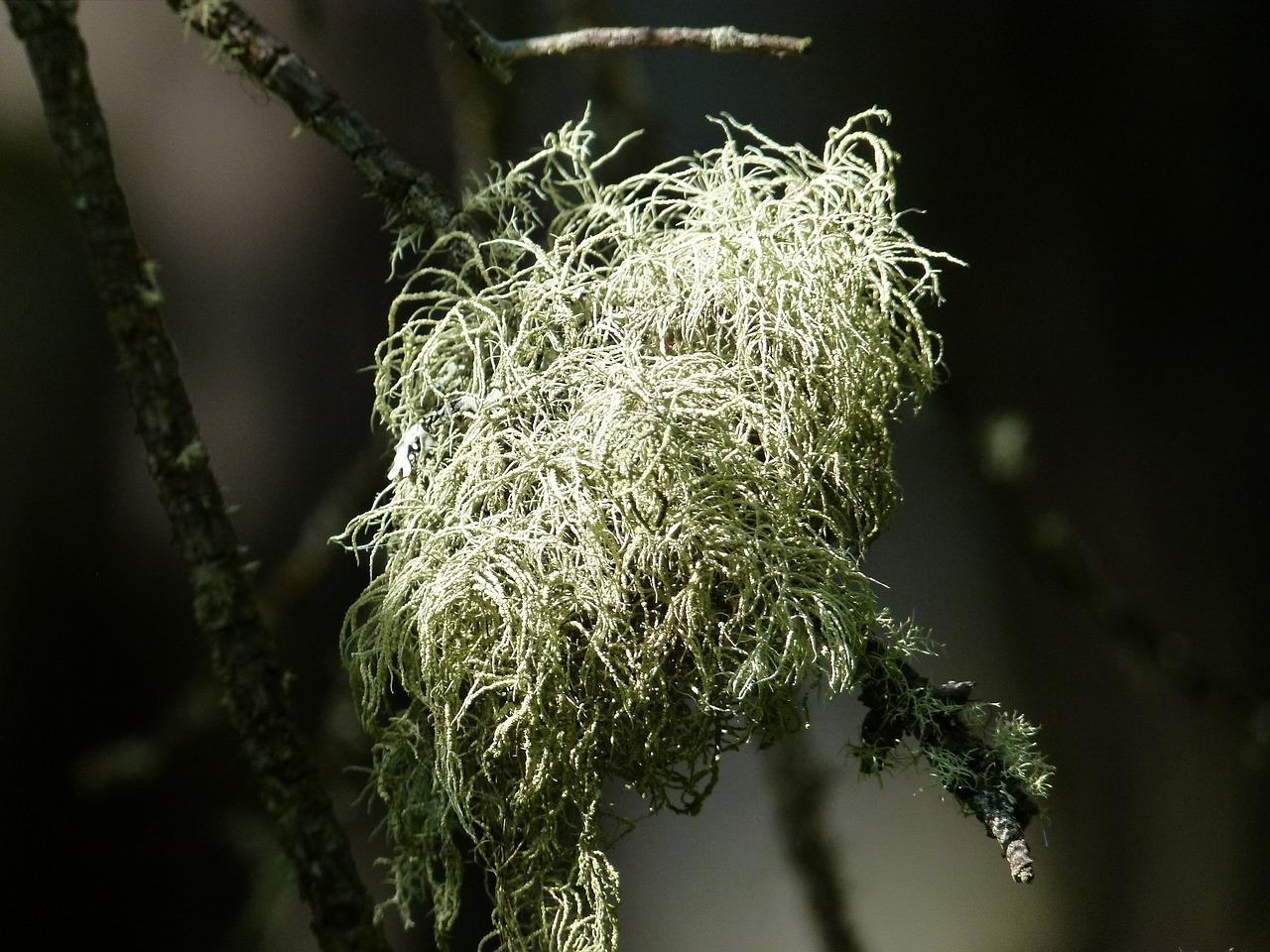 moss branch bright free photo