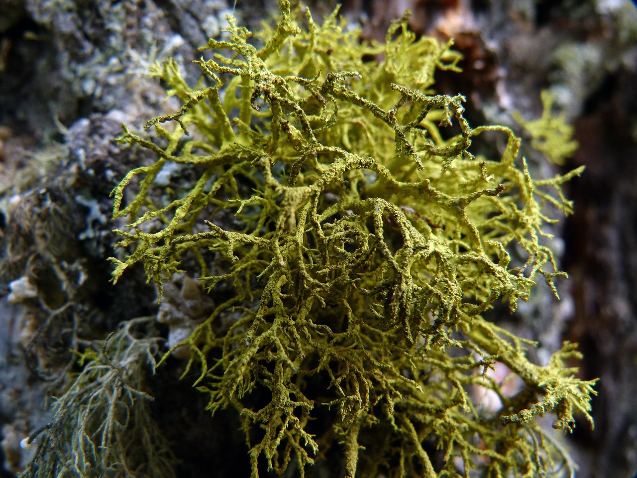 moss nature tree free photo