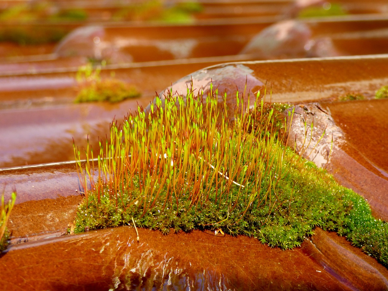 moss roof tile garden free photo