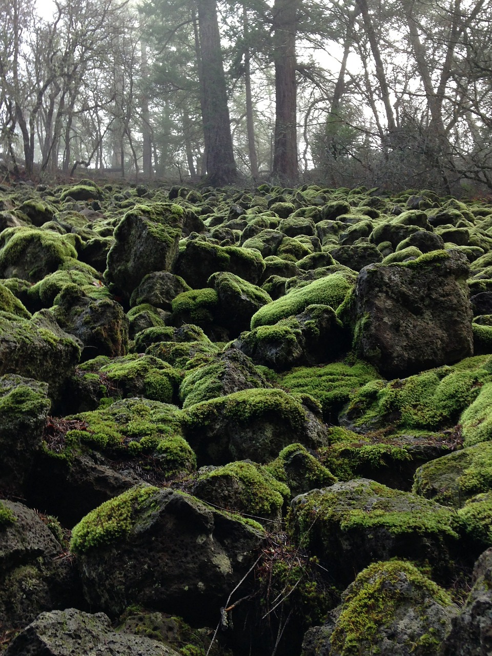 moss wintergreen green stones free photo