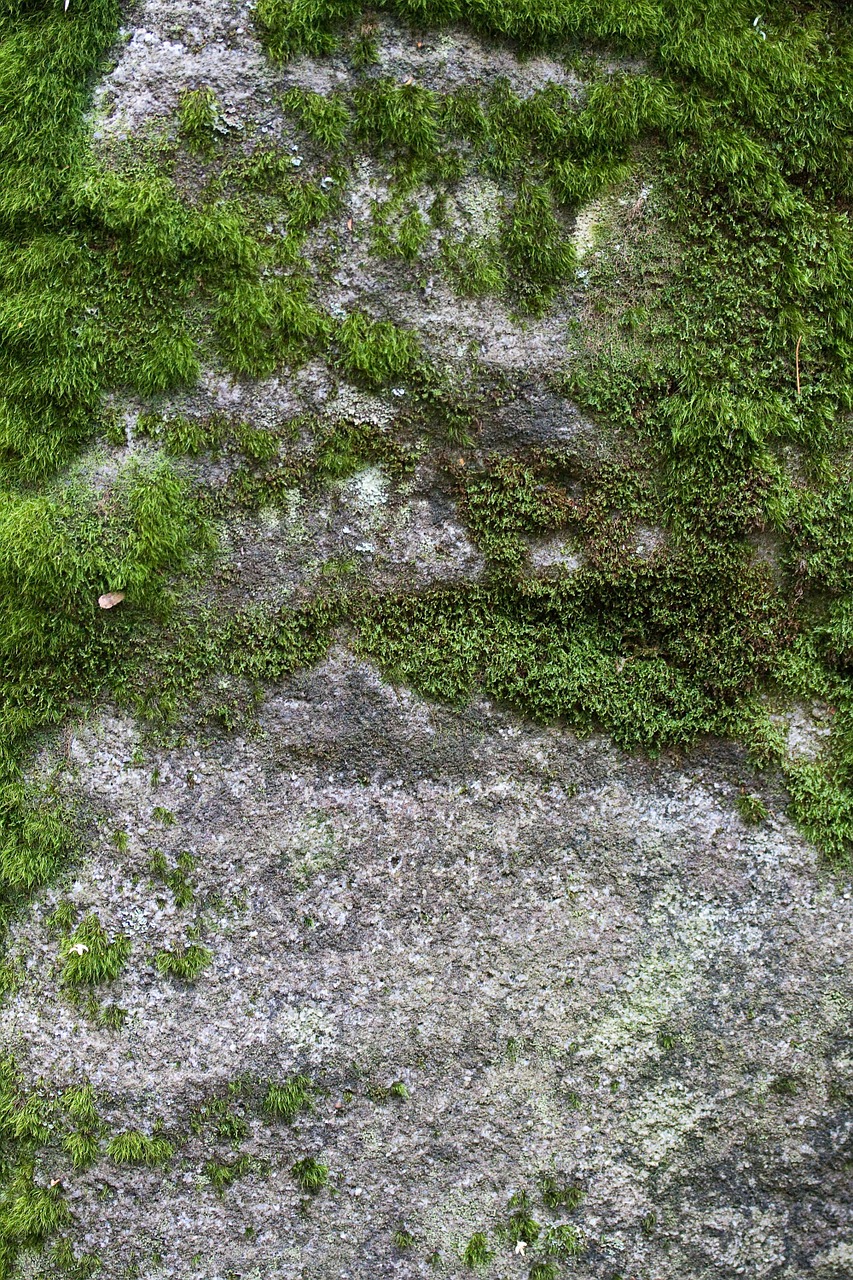 moss lvtai green free photo