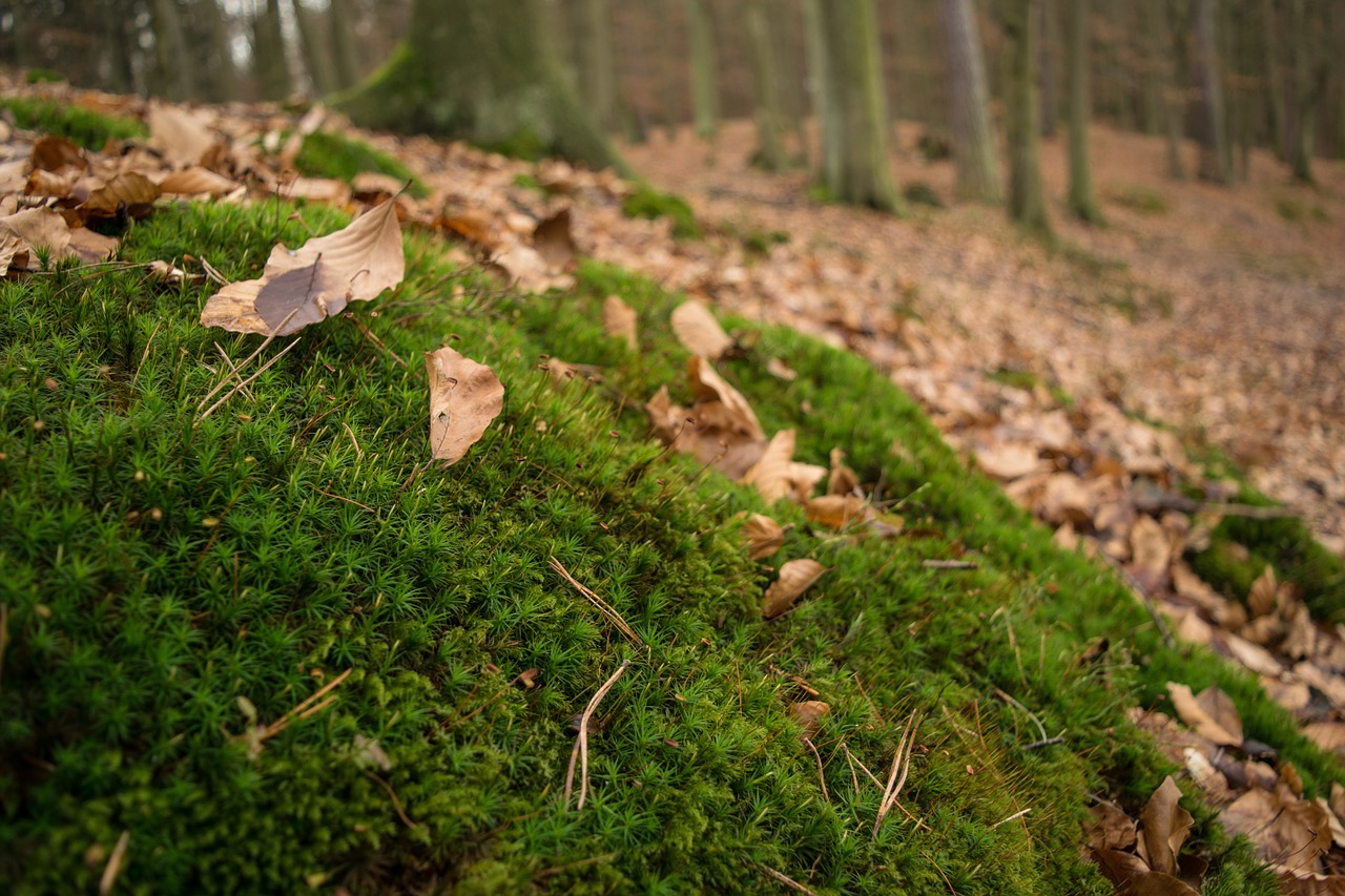 moss forest leaves free photo