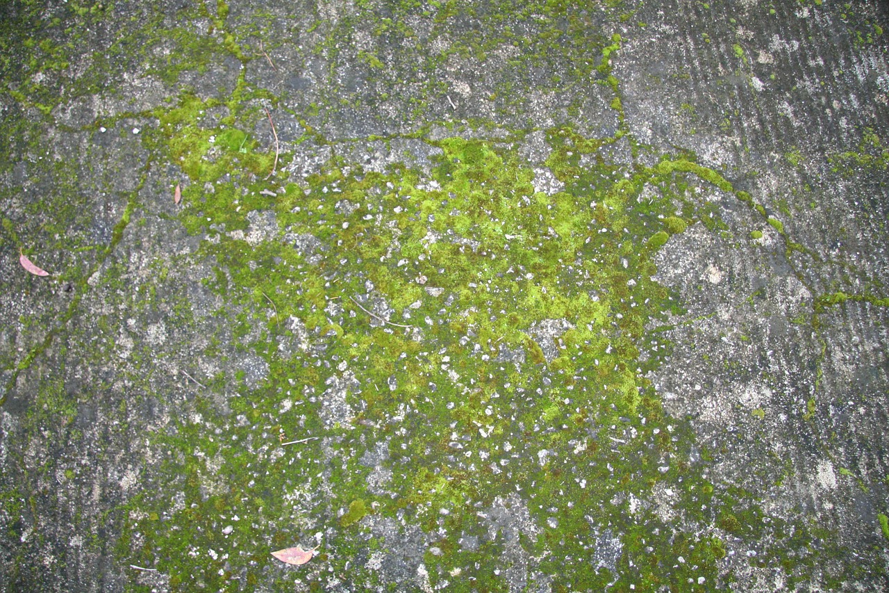 moss green nature free photo