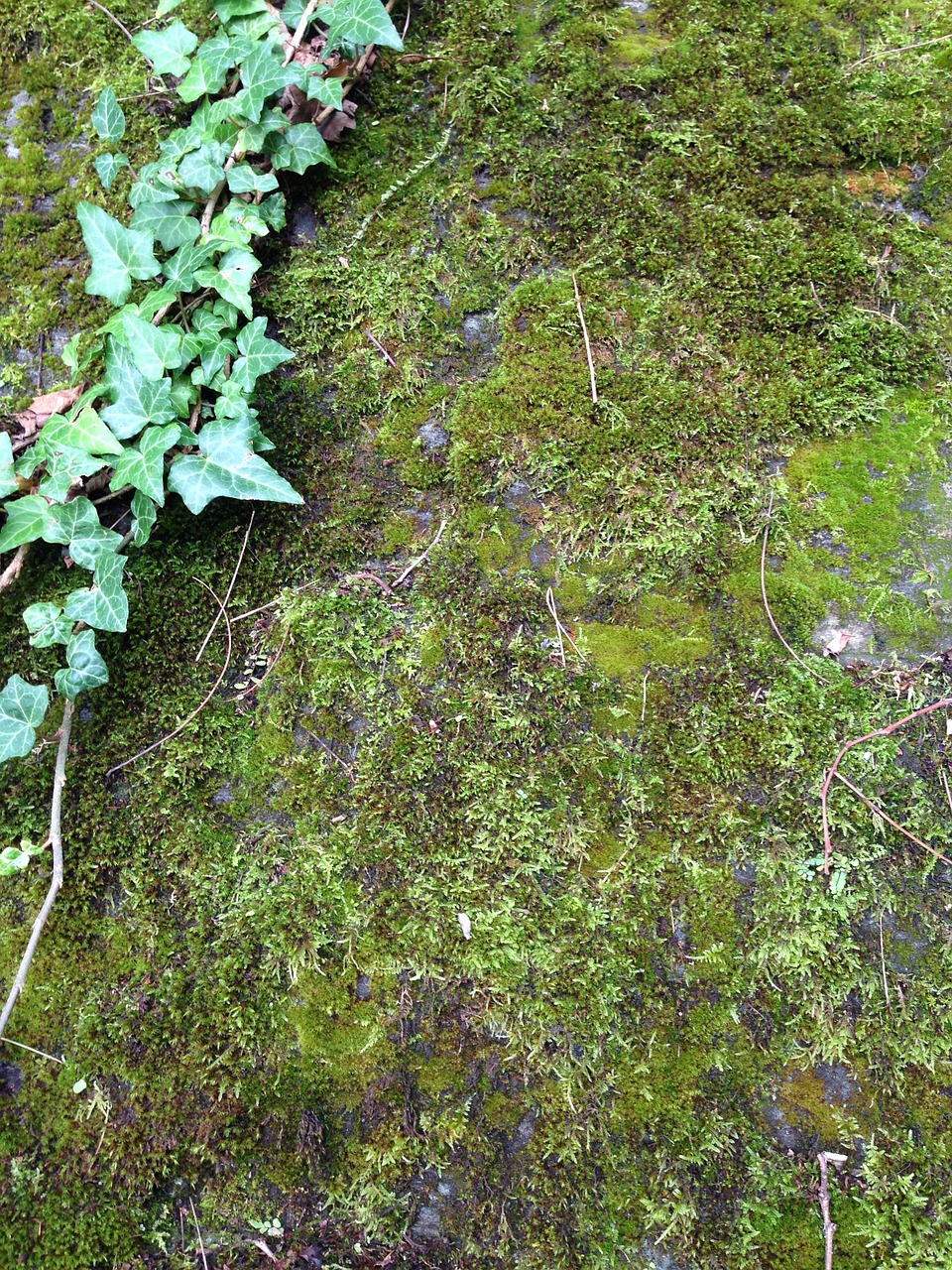 moss ivy stone wall free photo