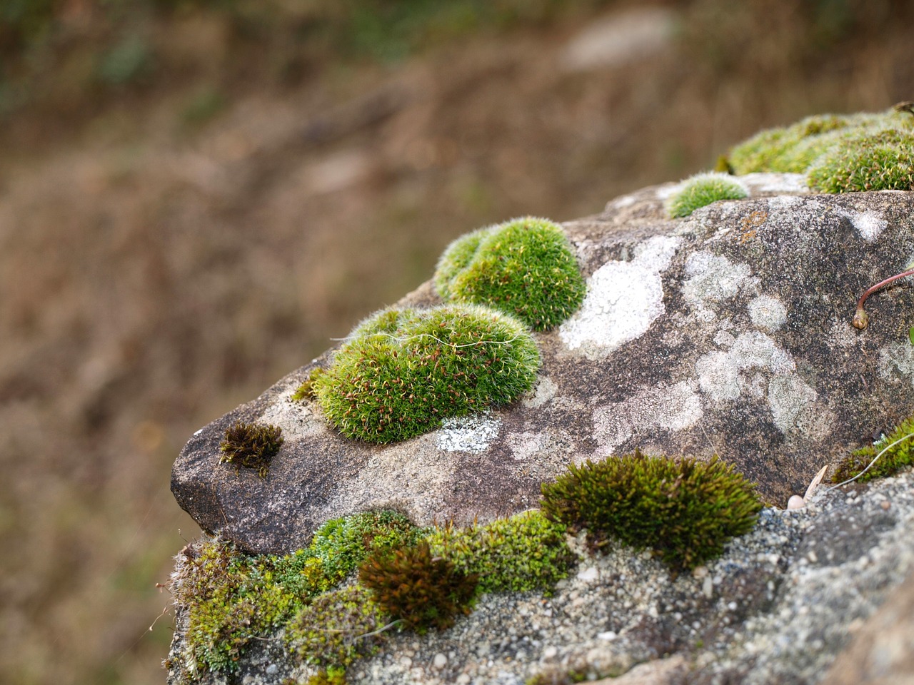 moss rock green free photo