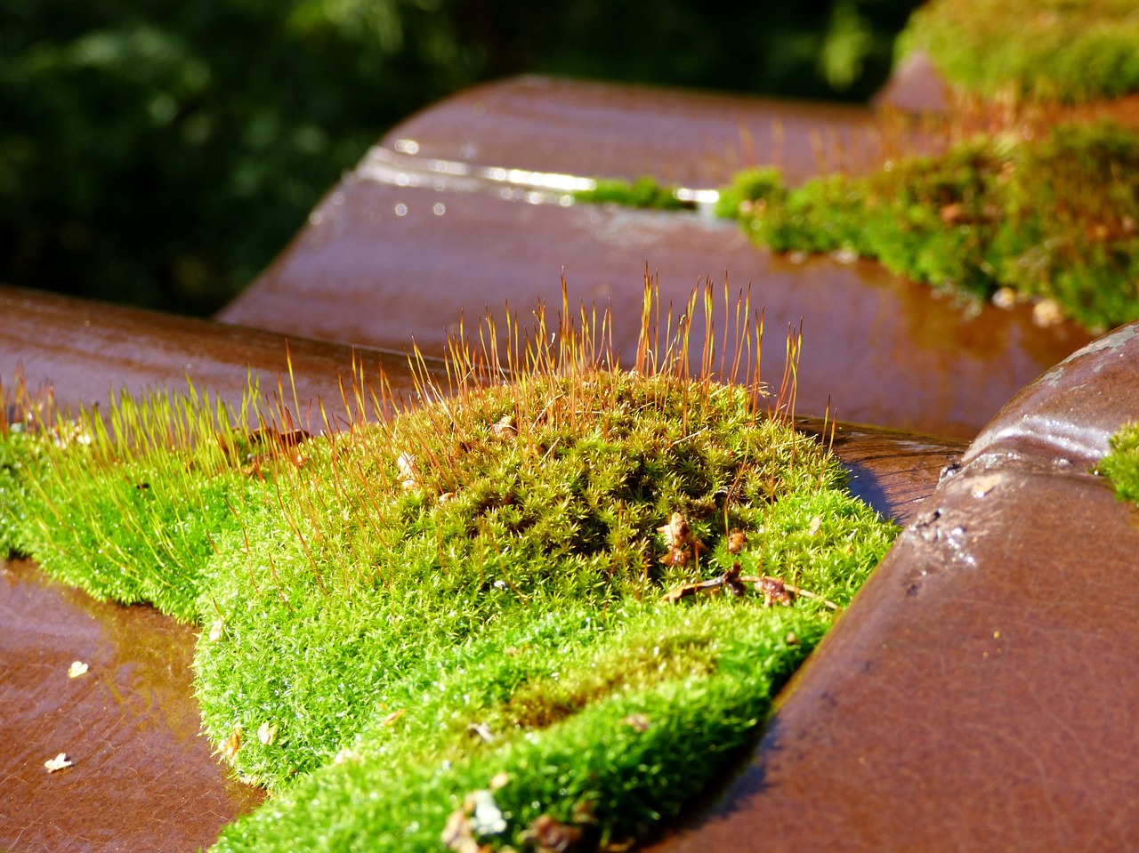 moss roof tile green free photo