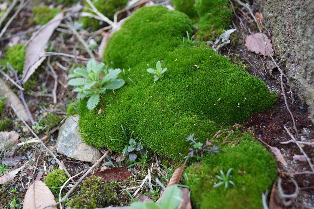 moss plant natural free photo