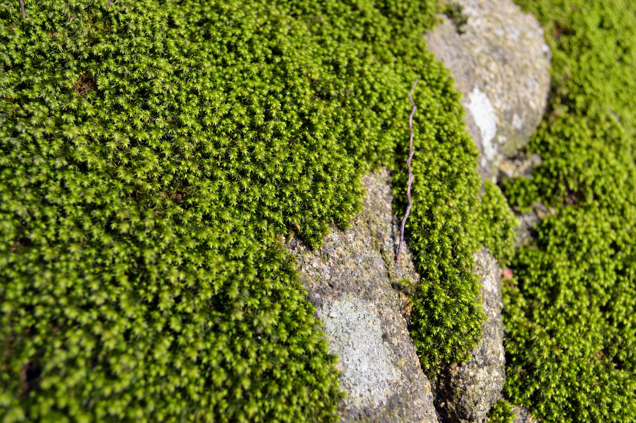 moss forest green free photo