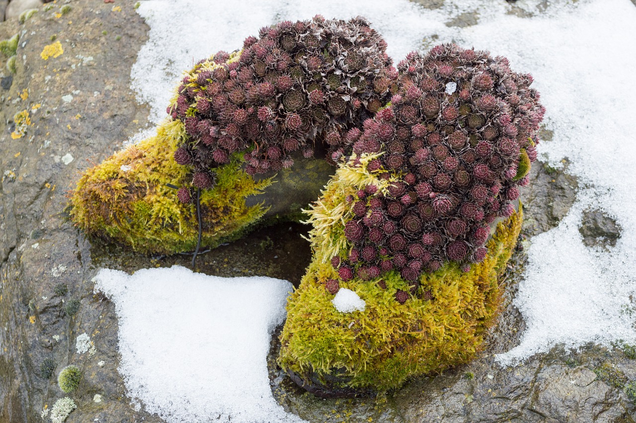 moss shoes overgrown free photo