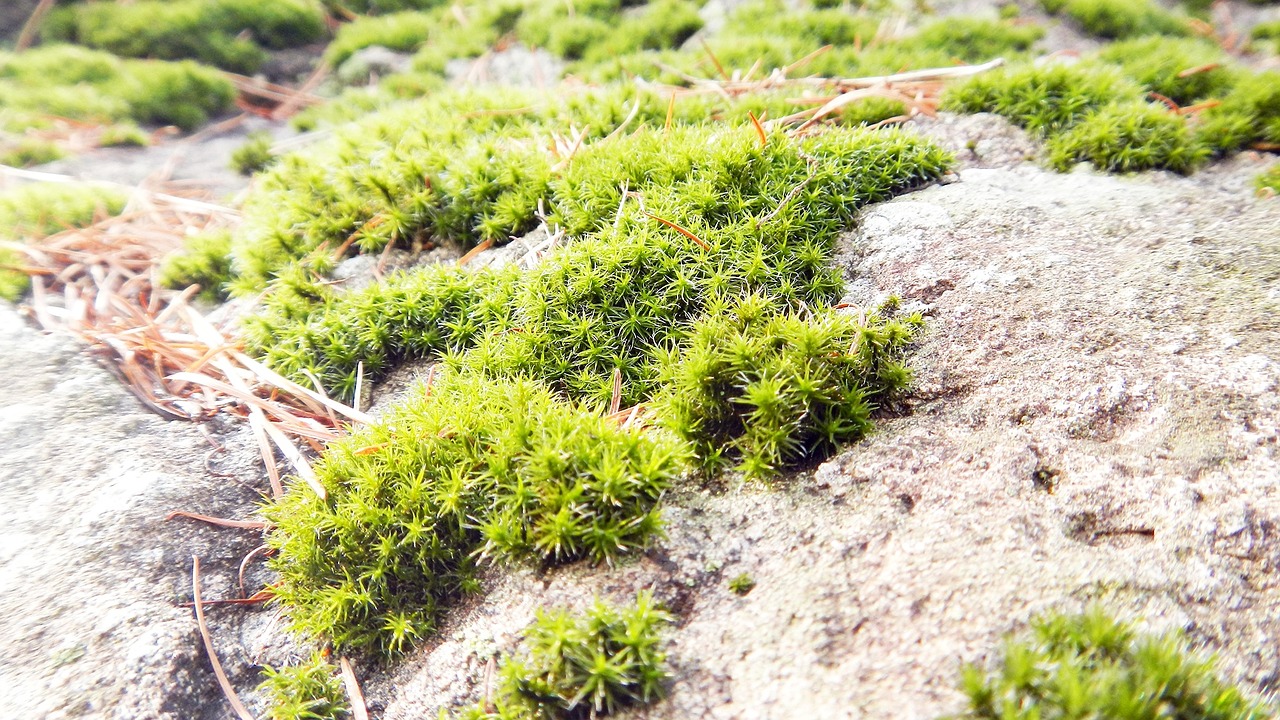 moss spring rock free photo