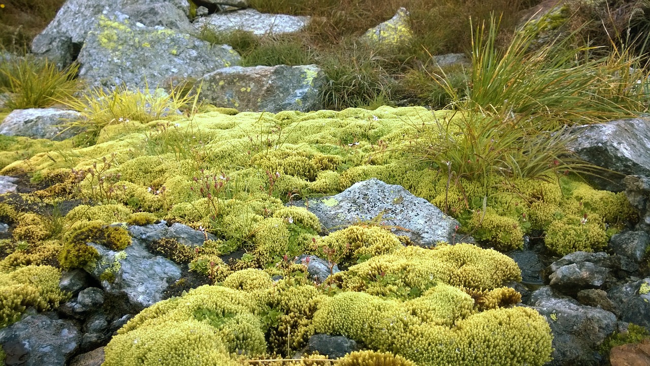 moss nature green free photo