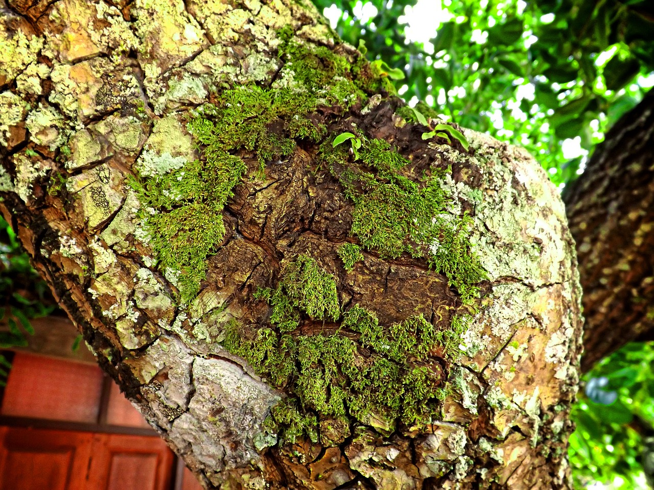 moss tree stand free photo