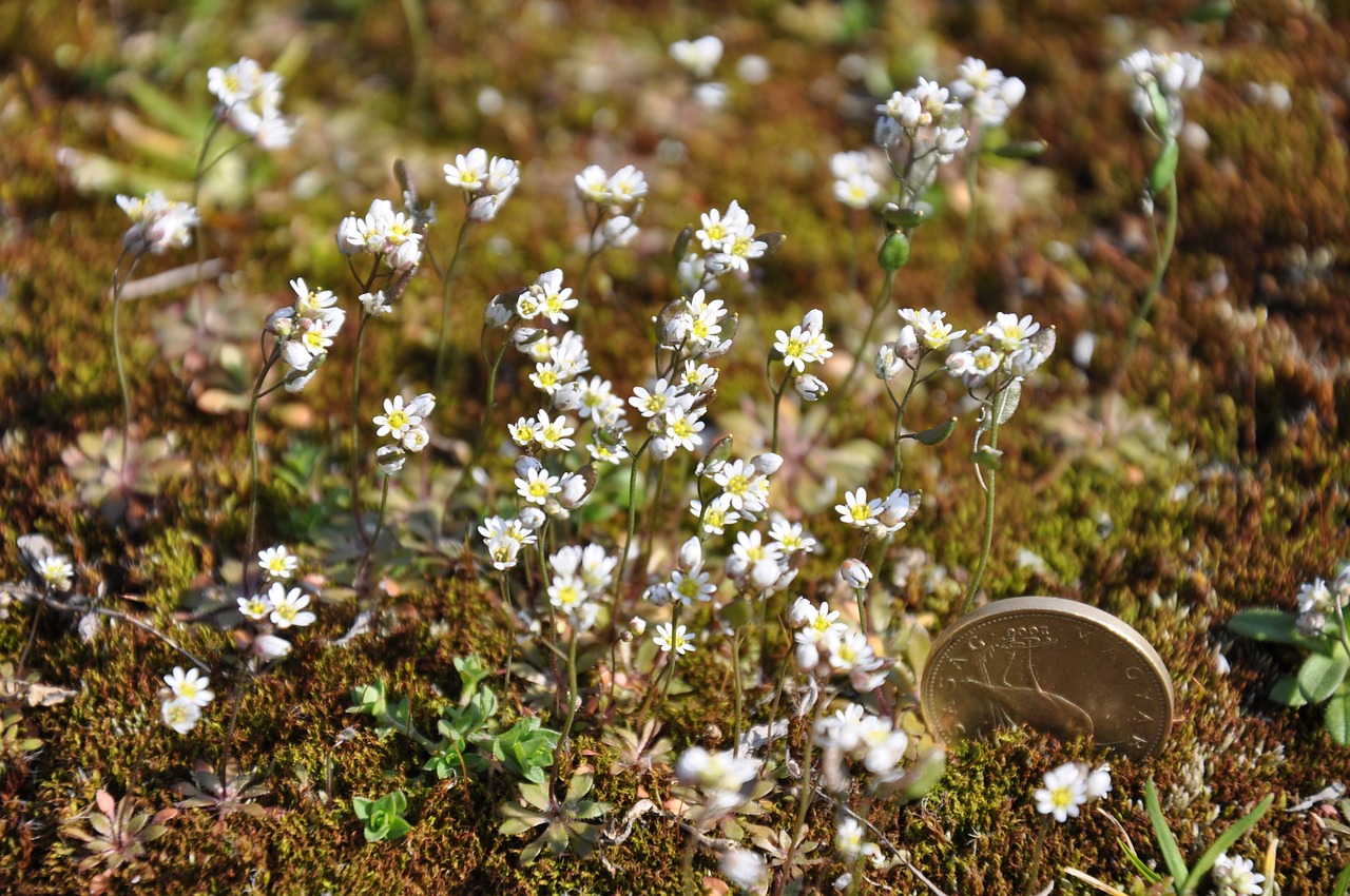 moss flower nature free photo