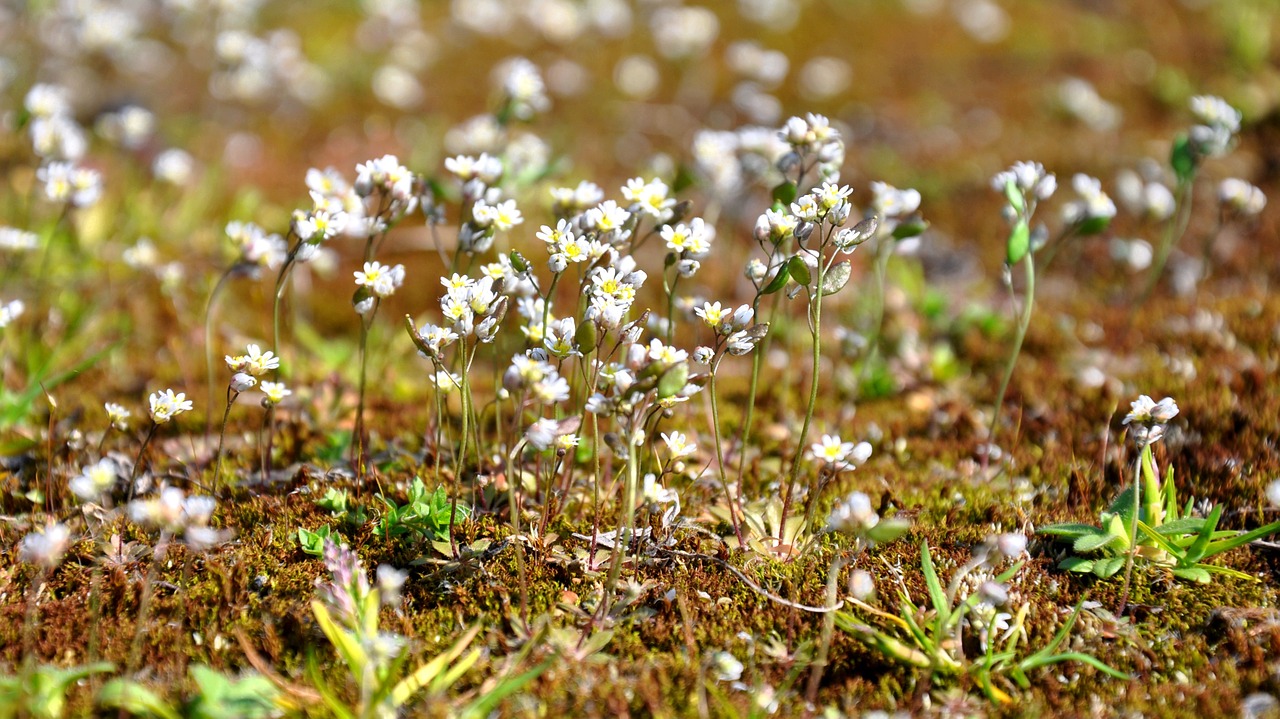 moss flower nature free photo