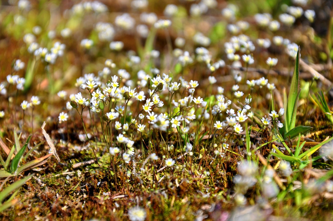 moss flower nature free photo