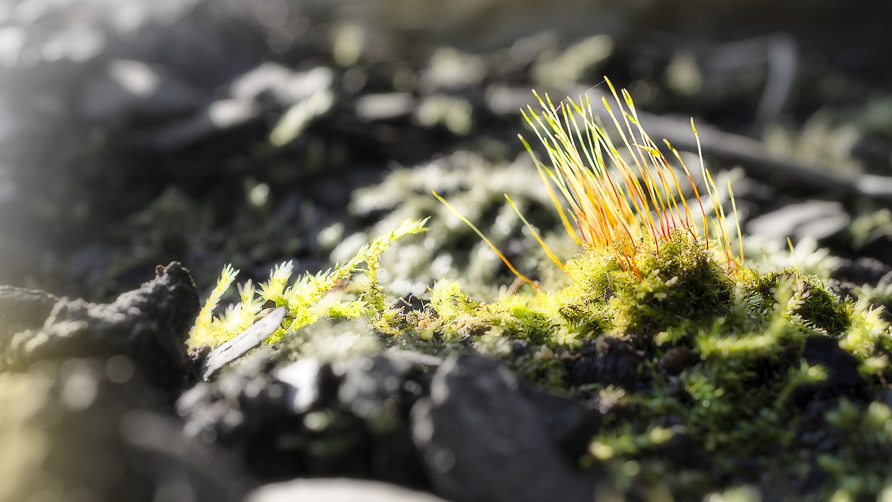 moss macro spring free photo