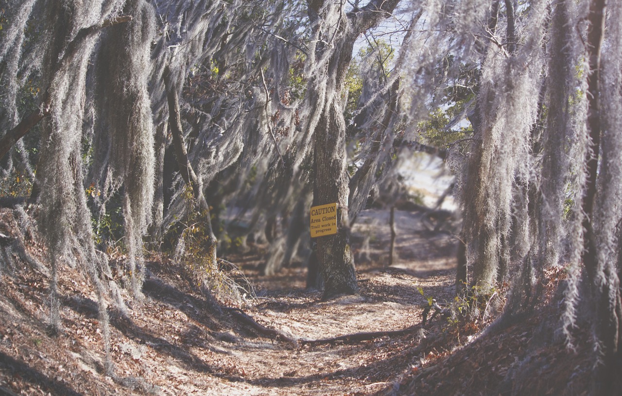 moss trees forest free photo