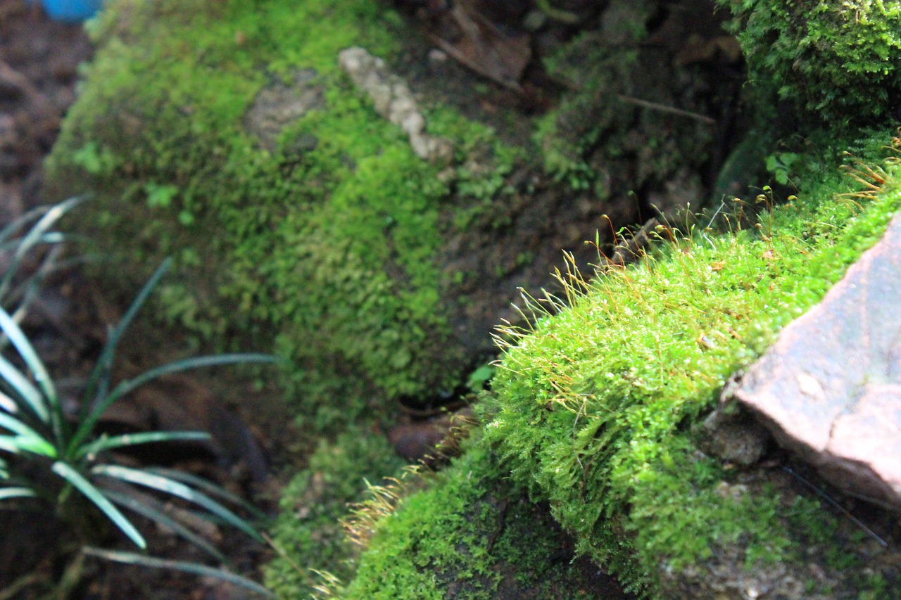 moss stairs natural free photo