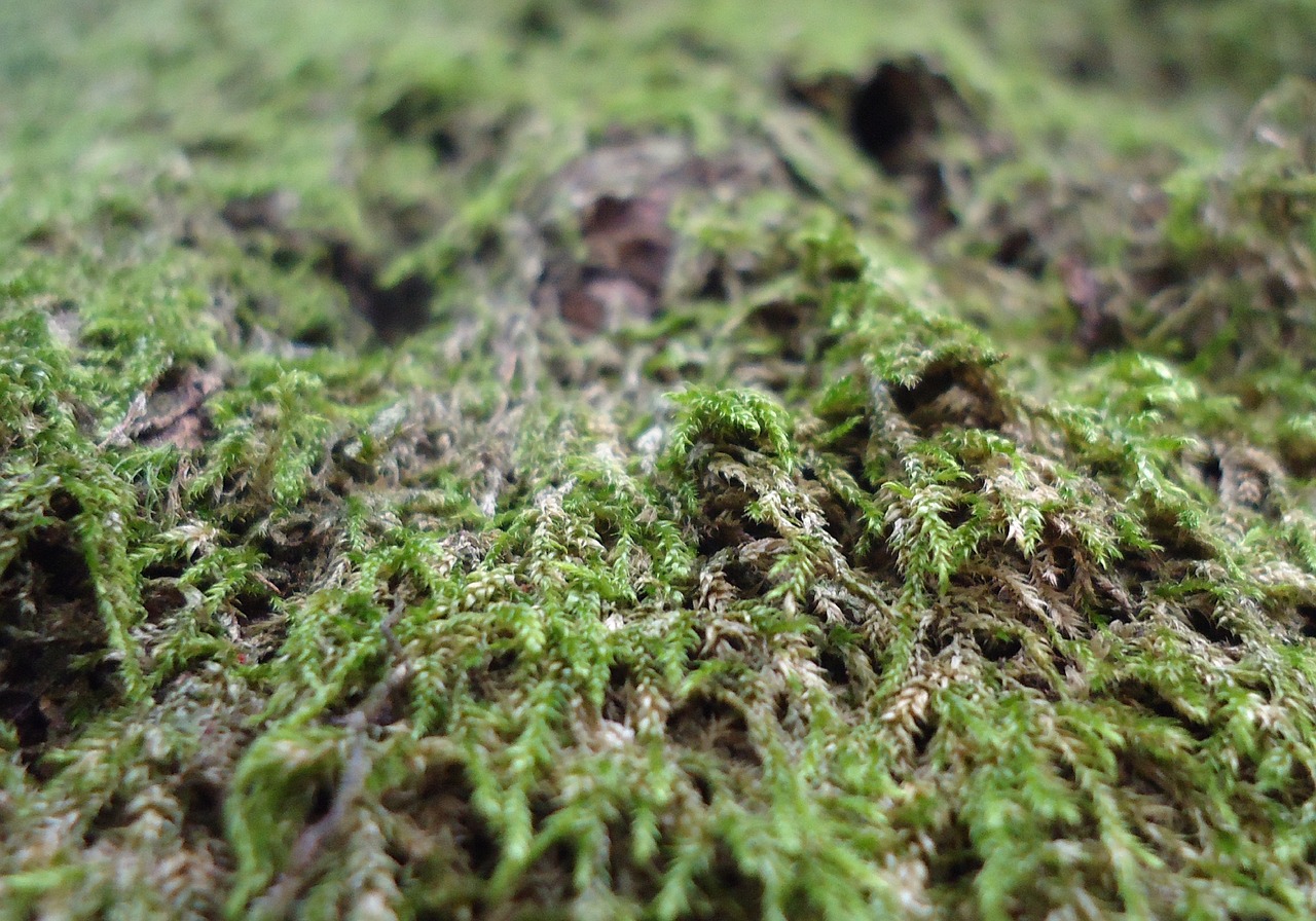 moss forest garden free photo