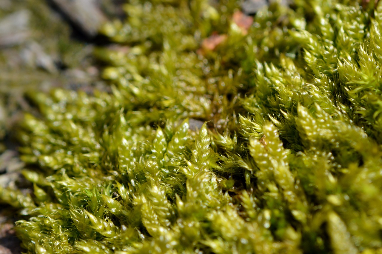 moss green nature free photo