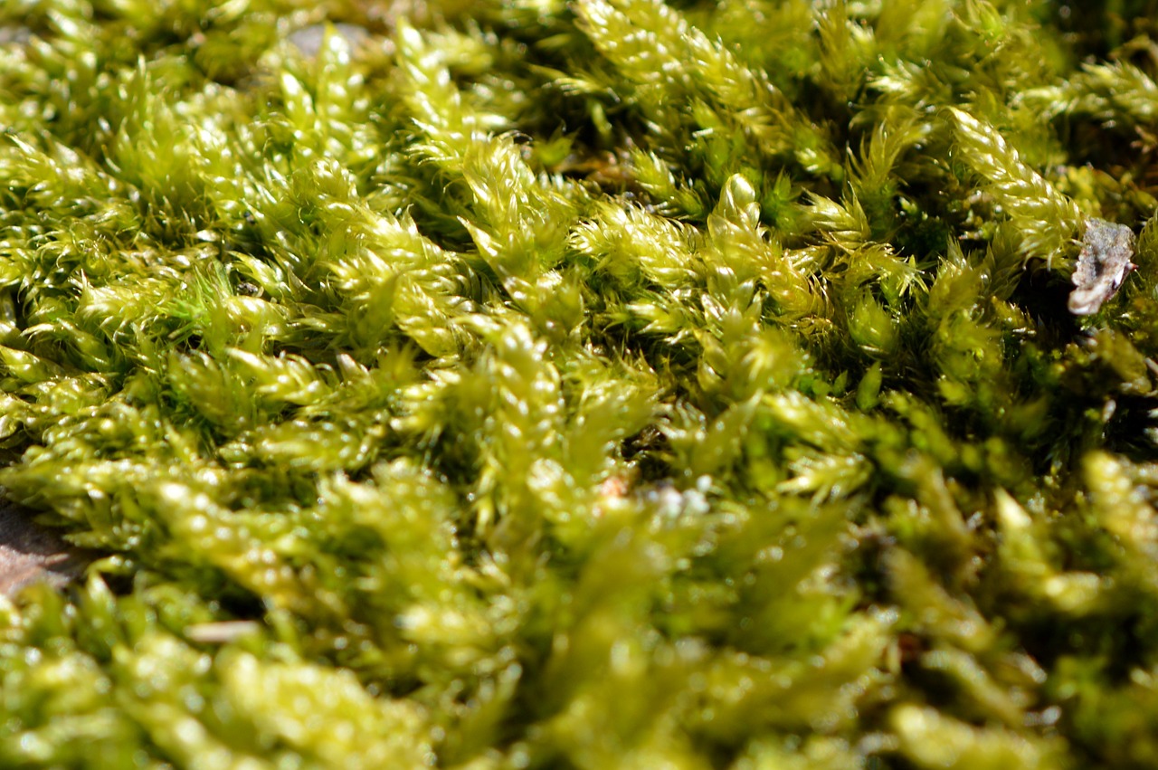 moss green nature free photo