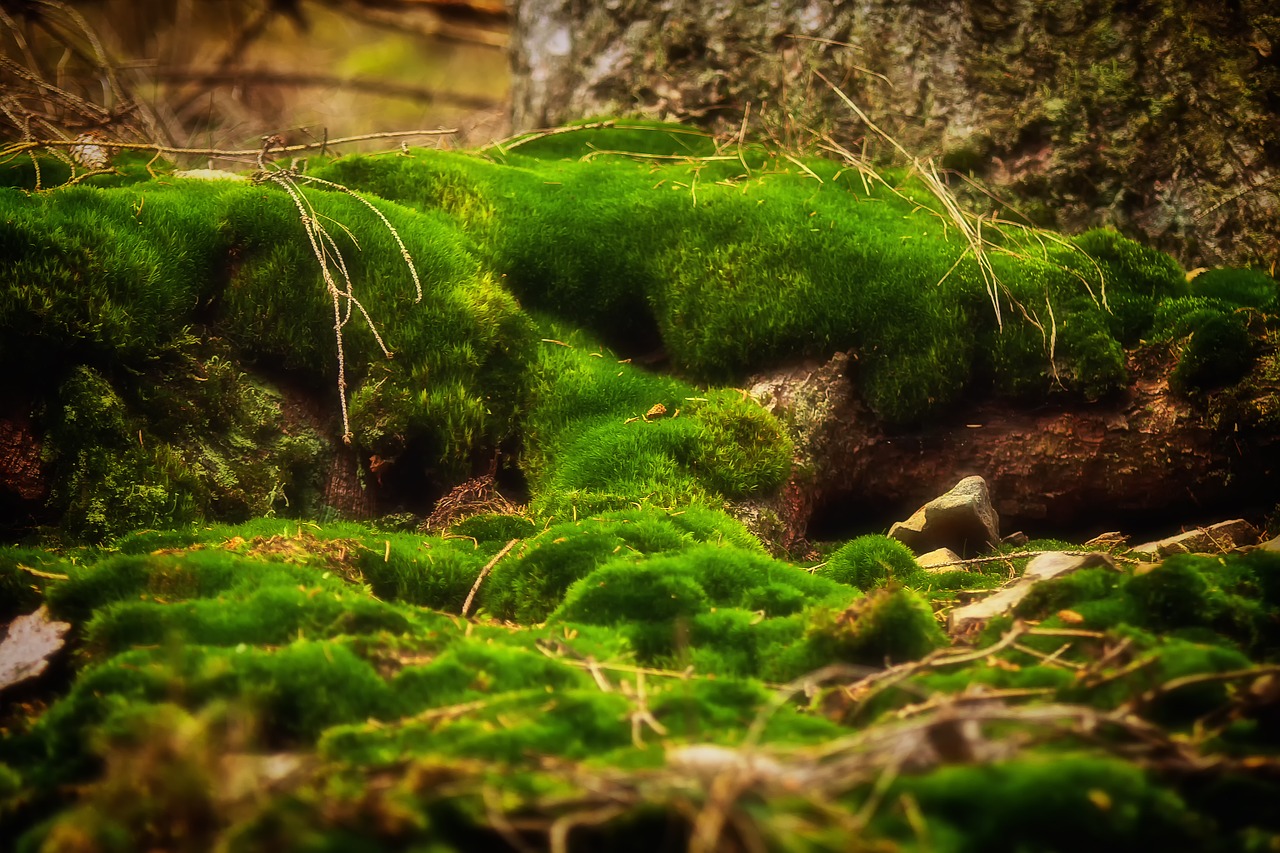 moss forest green free photo