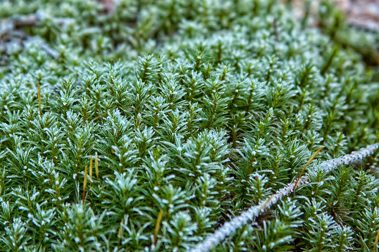 moss forest frost free photo