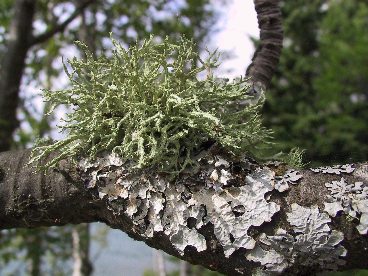 moss lichen tree free photo