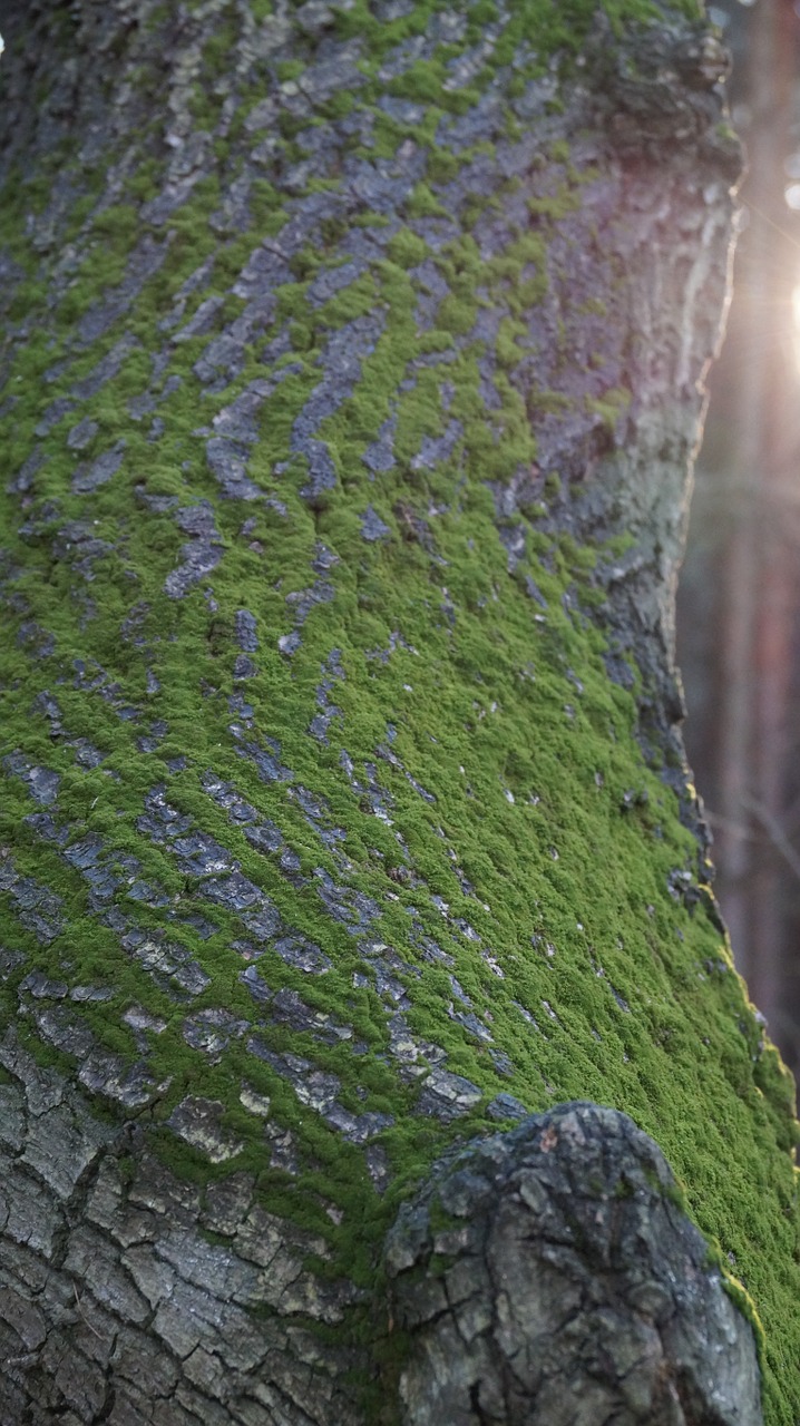 moss tree green free photo