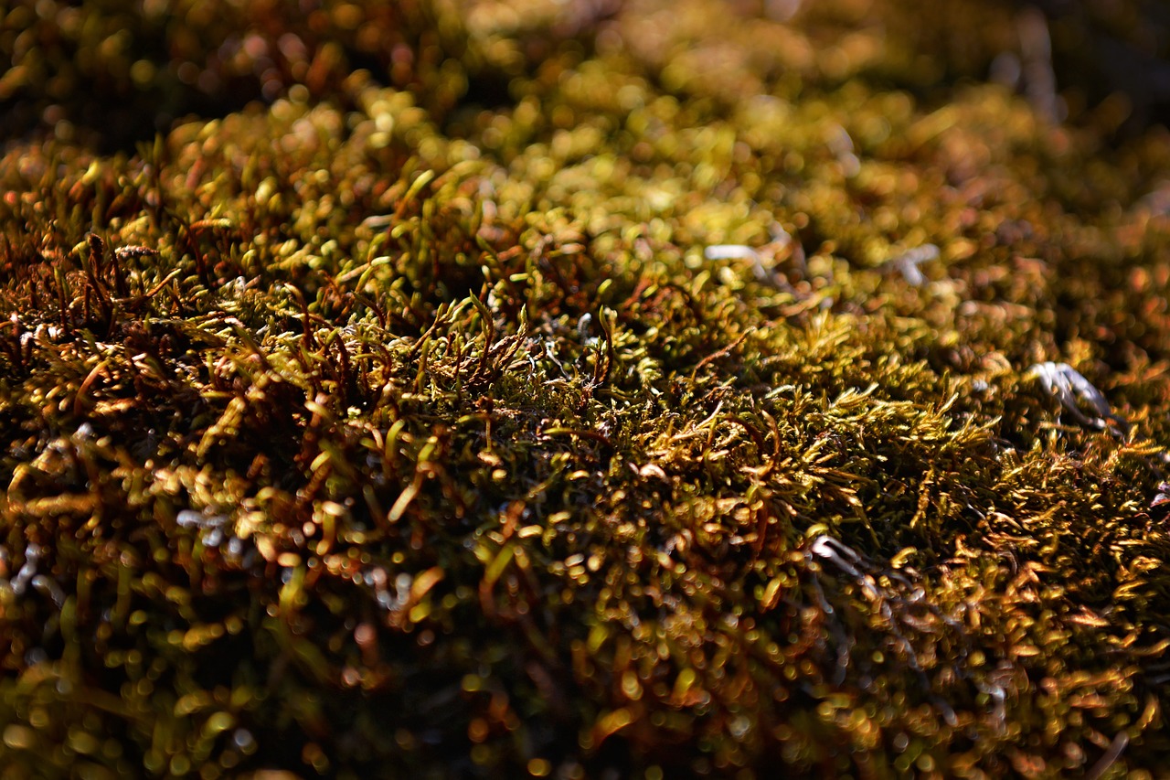 moss green fluffy free photo