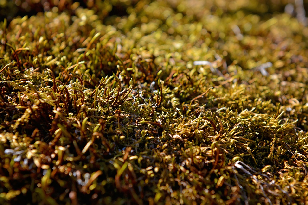 moss plant green free photo