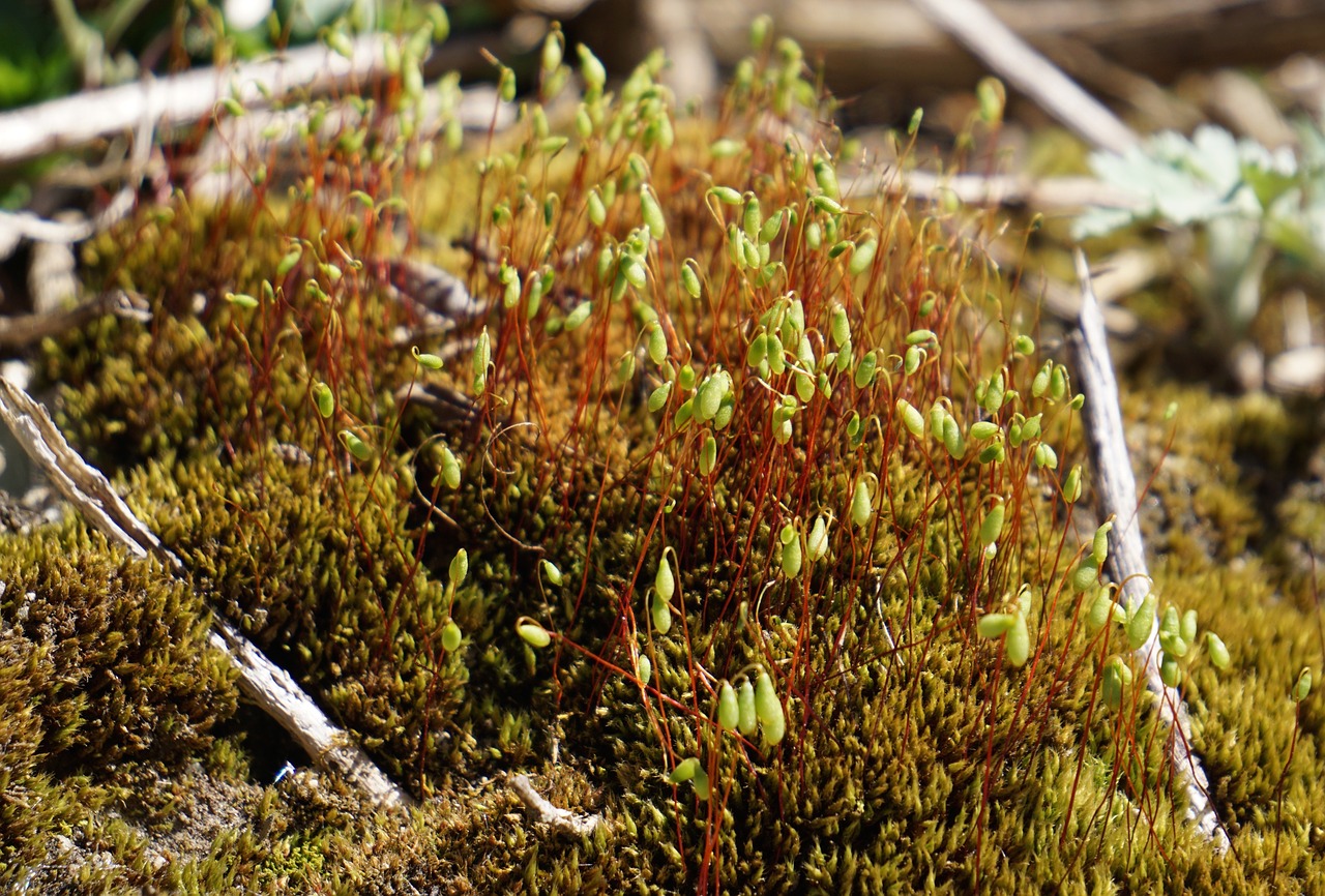 moss leaves tufts free photo