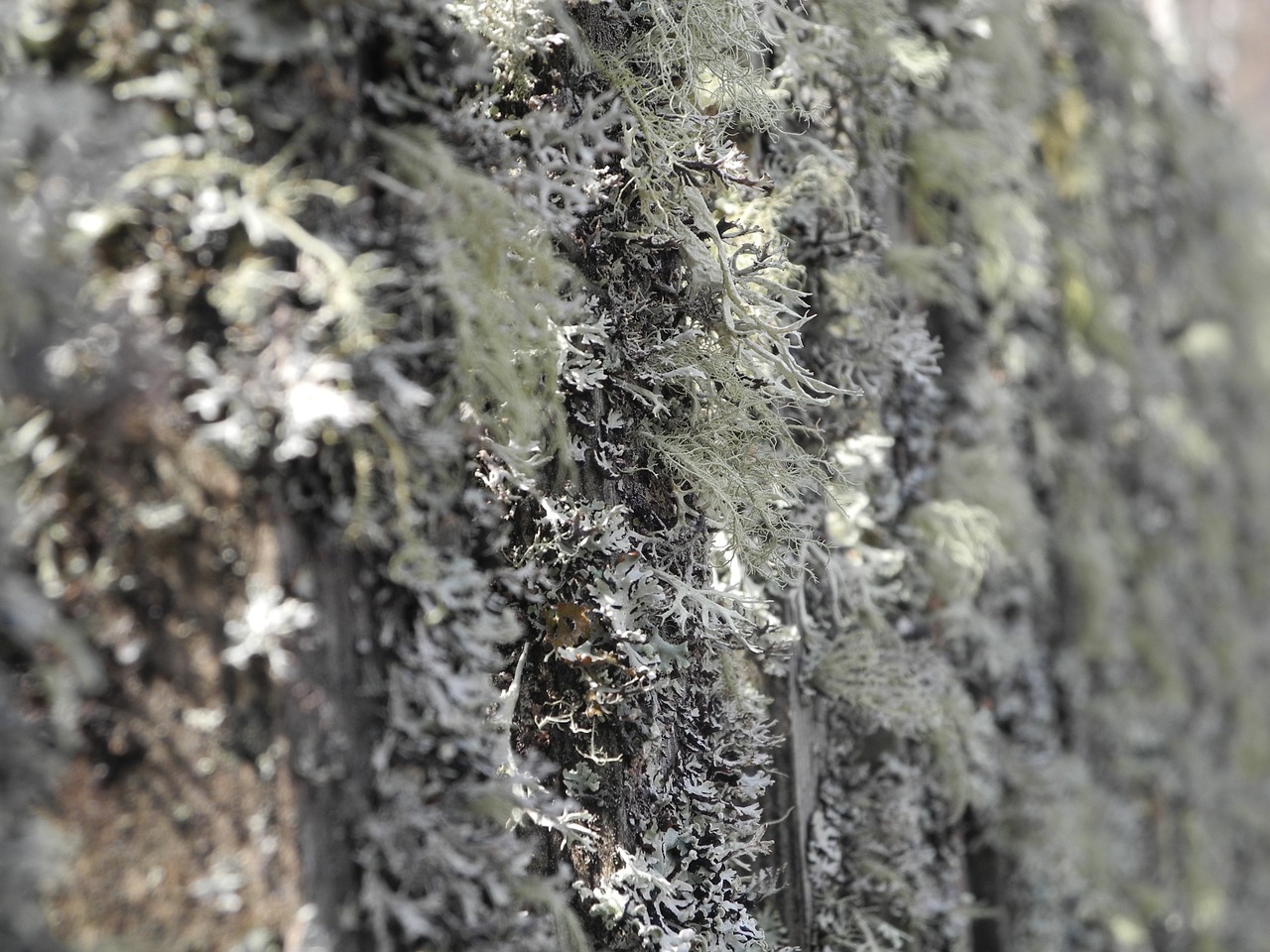 moss weave fence free photo