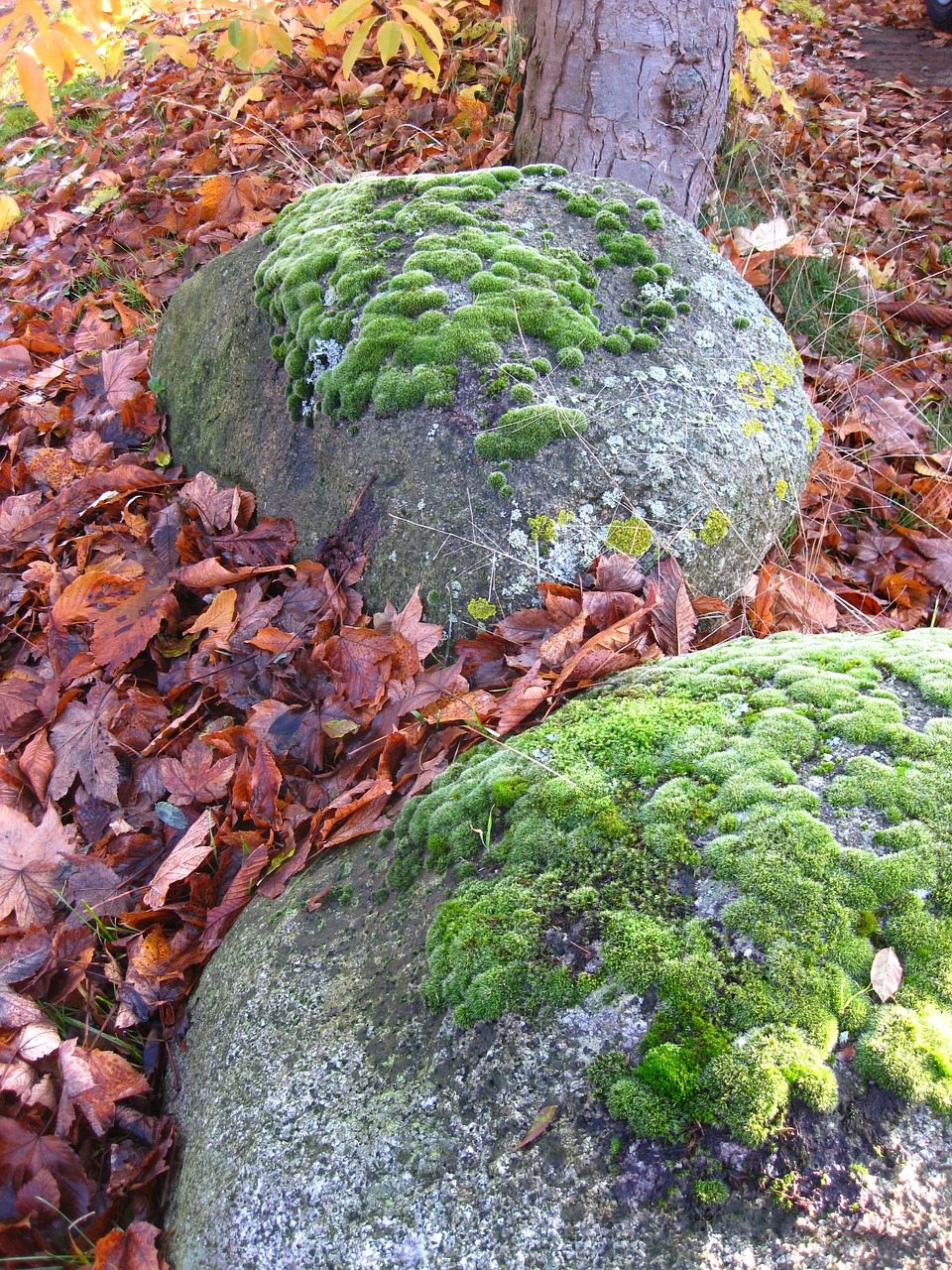 moss plant green free photo