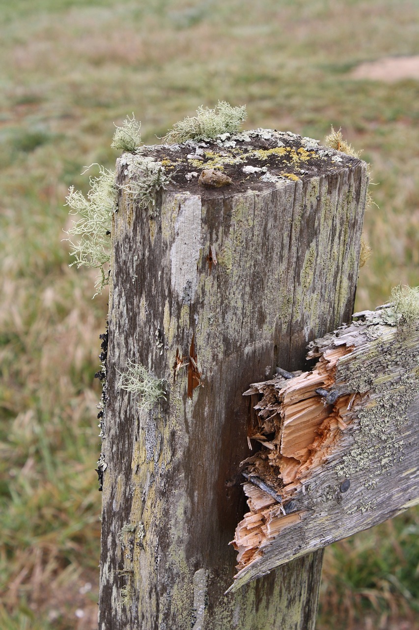 moss fence old free photo