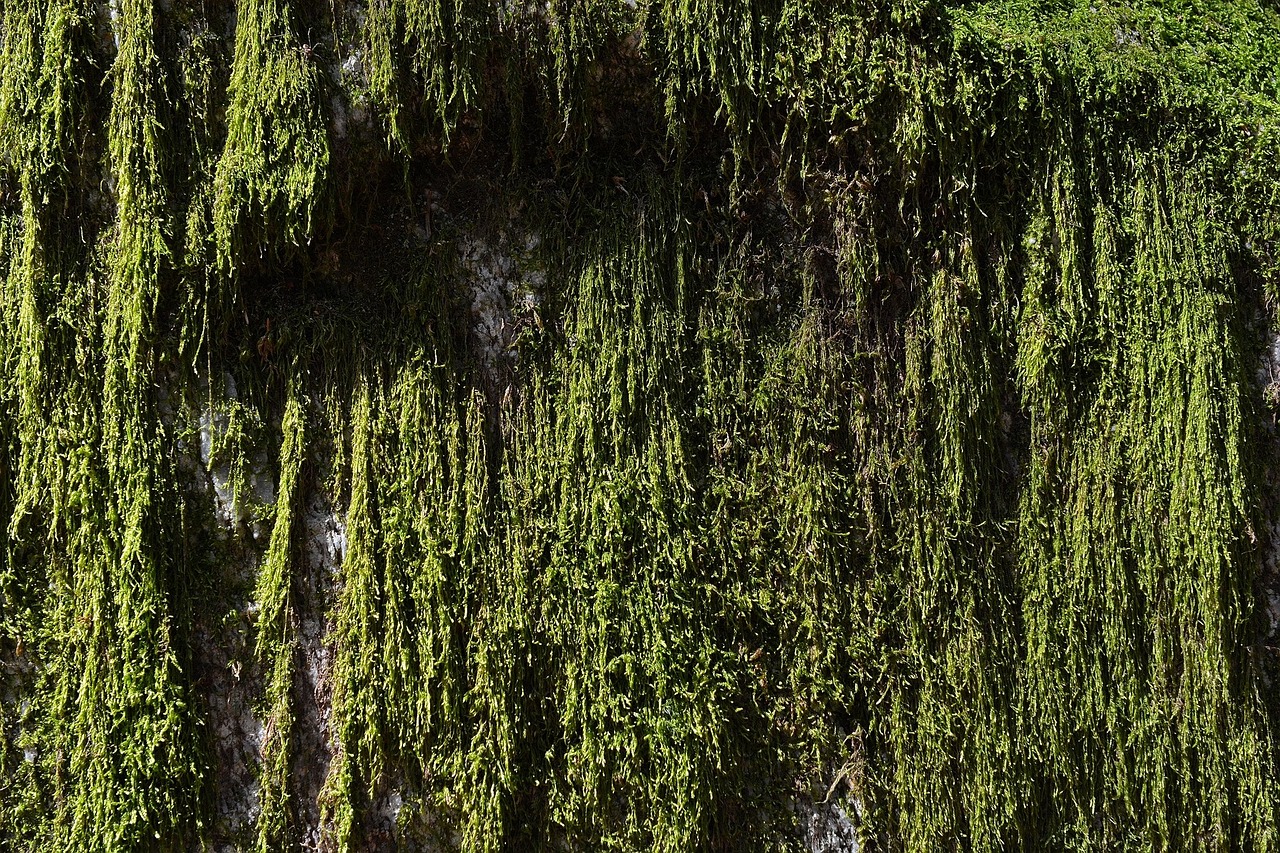 moss weave green free photo