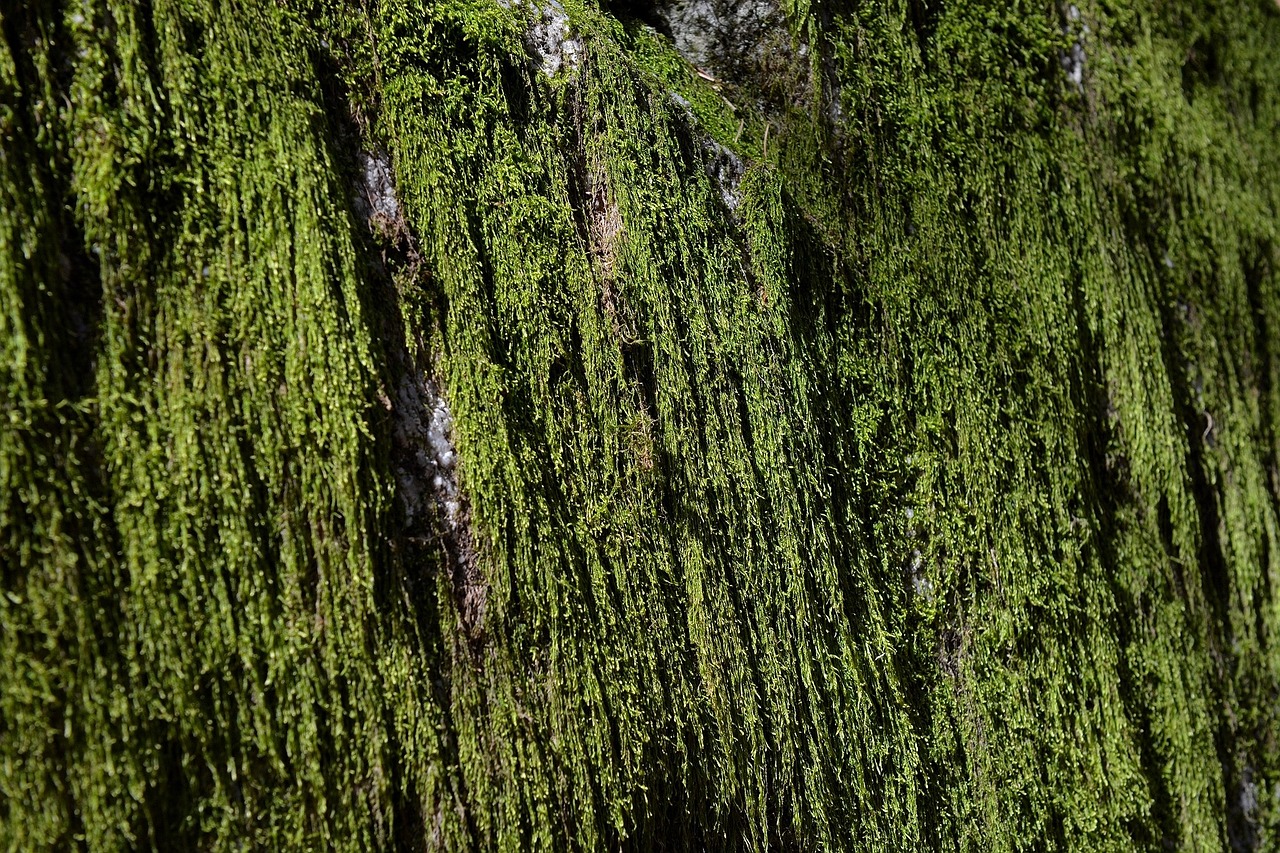 moss weave green free photo