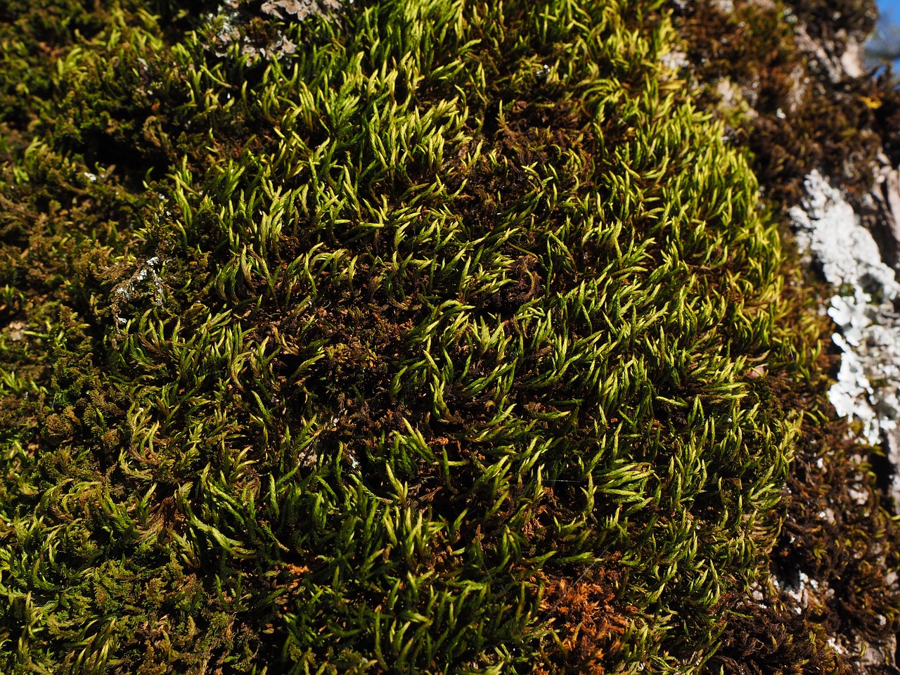 moss tree fouling free photo