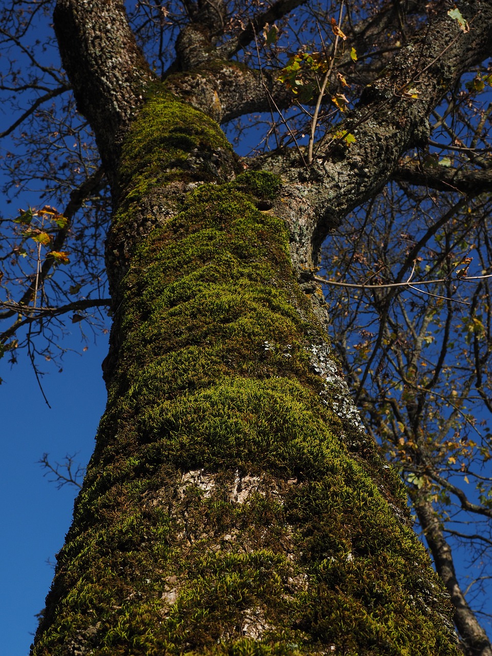 moss tree fouling free photo