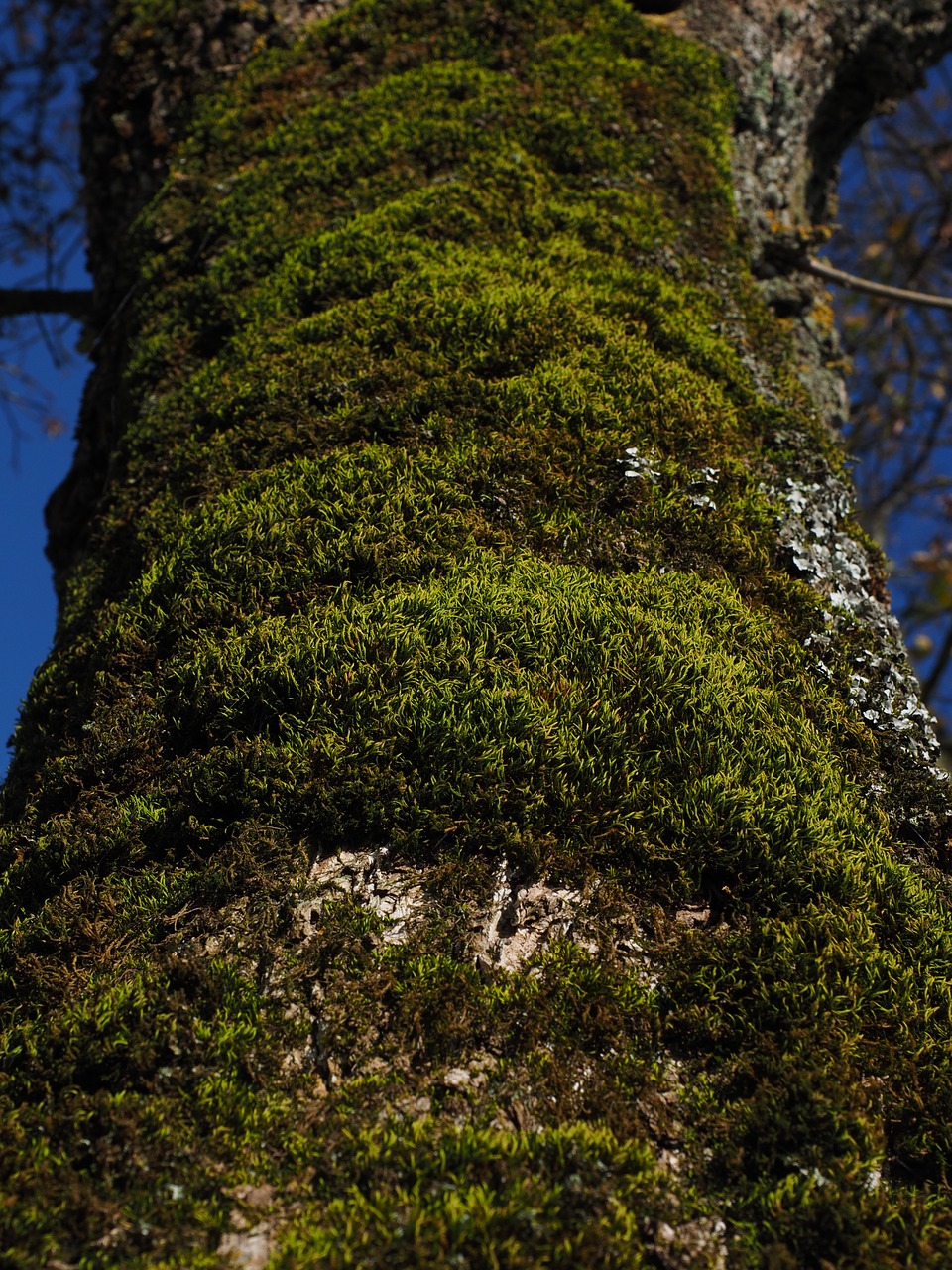 moss tree fouling free photo