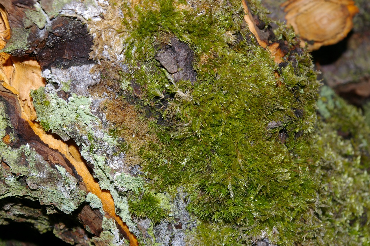 moss bark tree free photo